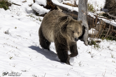 Grizzly Snow YNP May 2025